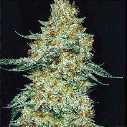 Ethos Genetics Member Berry RBX1 Feminisierte Hanfsamen
