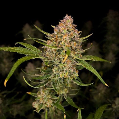 Fast Buds Guava Hanfsamen - Autoflowering