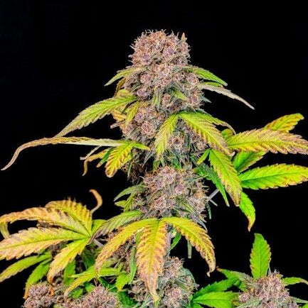 Fast Buds Lemon Cherry Cookies Hanfsamen - Autoflowering