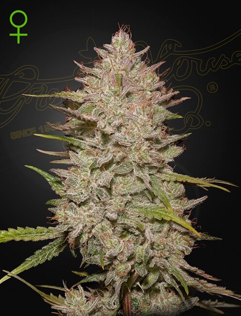 Greenhouse Seed Co. Chemical Candy Hanfsamen - Autoflowering