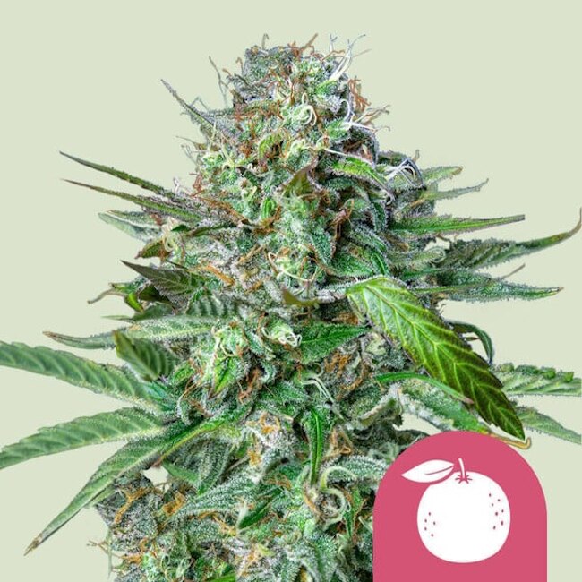 Royal Queen Seeds Tangie Feminisierte Hanfsamen