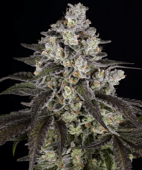 Barney's Farm Trainwreck Feminisierte Hanfsamen