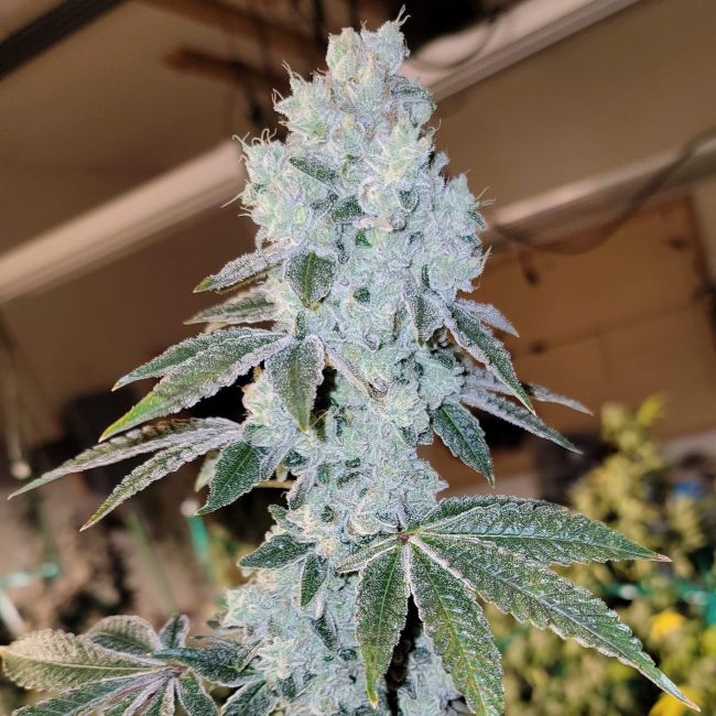 Ethos Genetics Voila Auto Autoflowering Hanfsamen