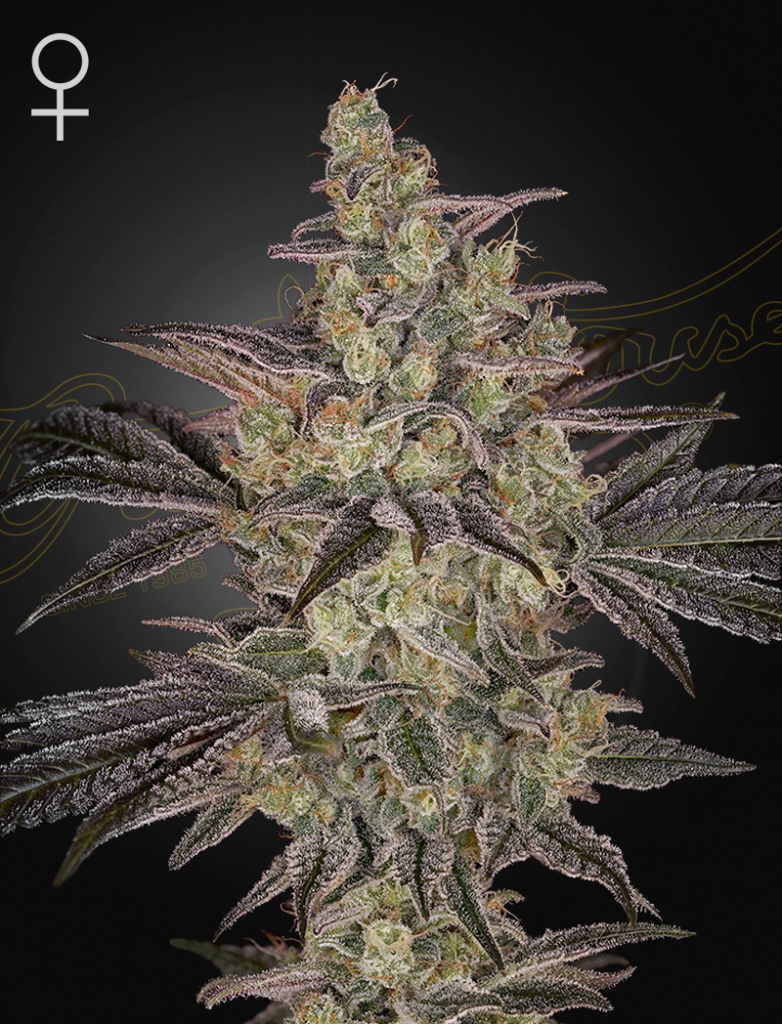 Greenhouse Seed Co. Frosted Guava Hanfsamen - Autoflowering