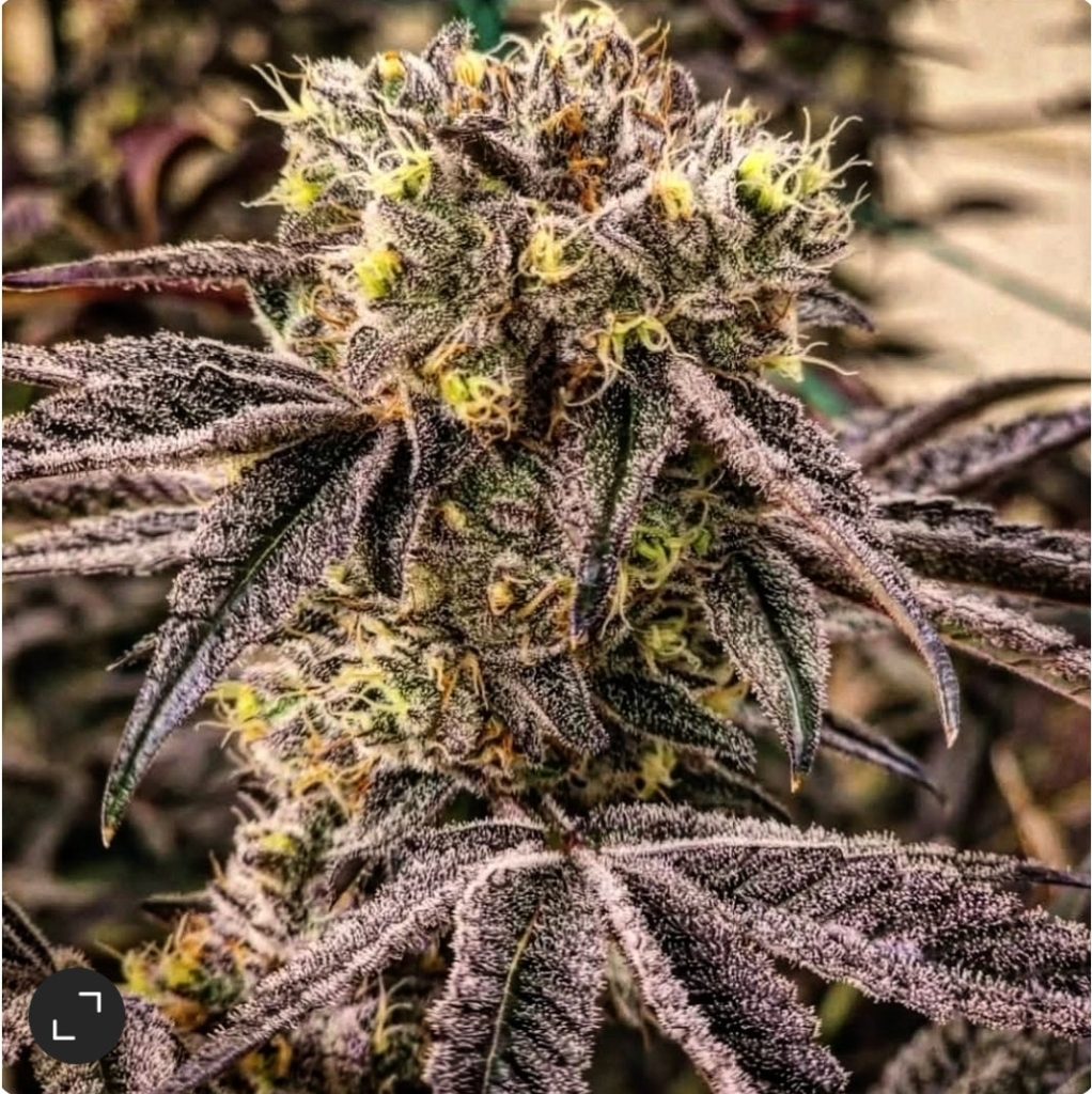 Ethos Genetics M.C. Nuggets R1 Feminisierte Hanfsamen