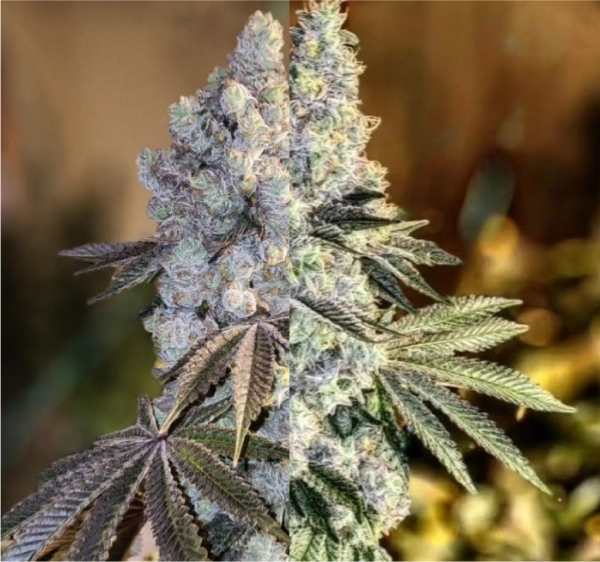 Ethos Genetics Gen 1 Duet Mix Pack Feminisierte Hanfsamen