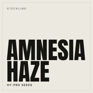 Amnesia Haze Steckling