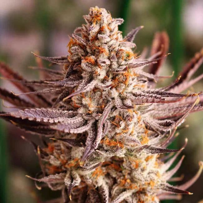 Lovin In Her Eyes Grape Amethyst Feminisierte Hanfsamen
