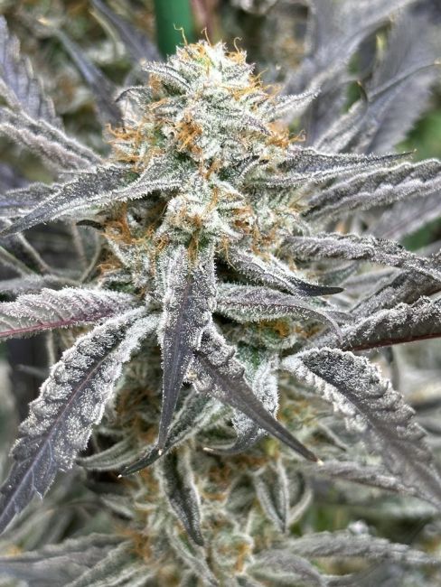 Lovin In Her Eyes Strawberry Cadillac Feminisierte Hanfsamen
