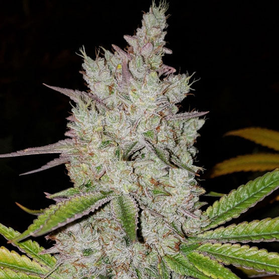 Ethos Genetics Lilac Diesel RBX2 Auto Feminisierte Hanfsamen