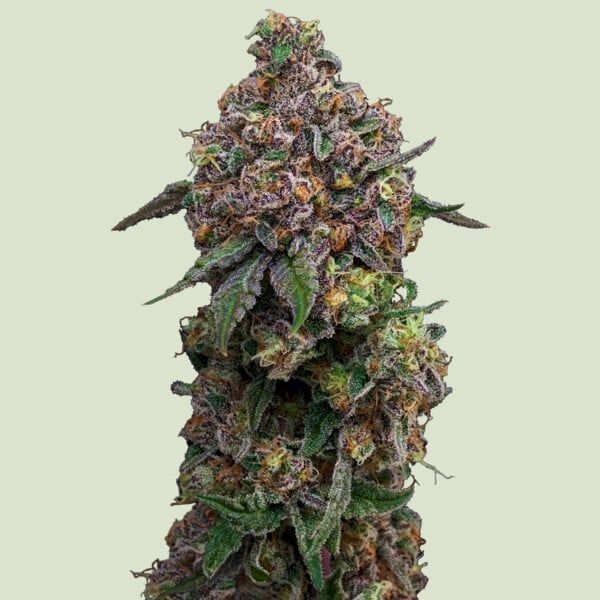 Royal Queen Seeds Cosmic Cheddar F1 Hanfsamen