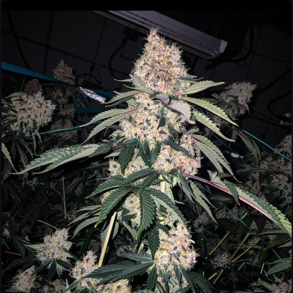 Ethos Genetics Lemon Whip Haze IBL Feminisierte Hanfsamen