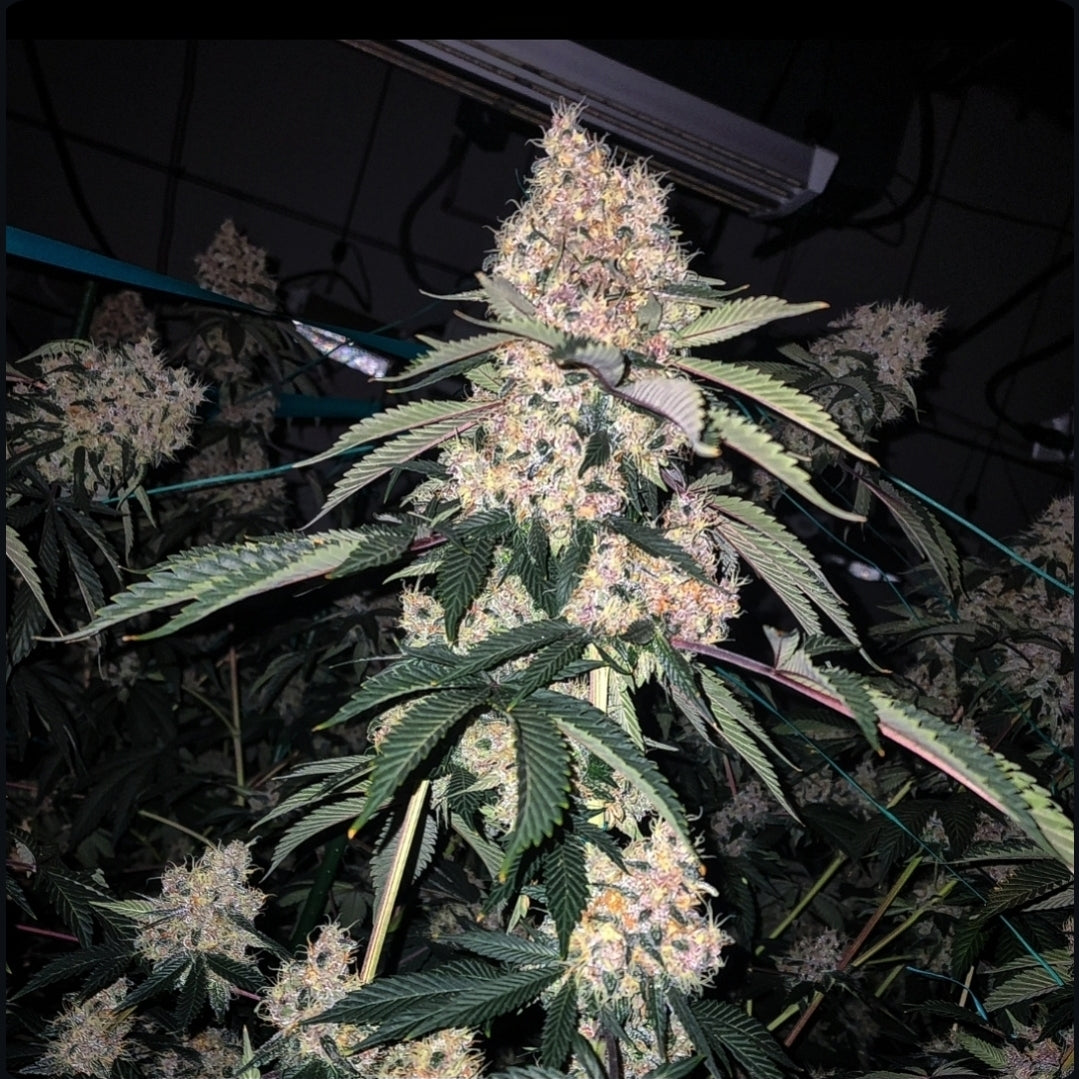 Ethos Genetics Lemon Whip Haze IBL Feminisierte Hanfsamen