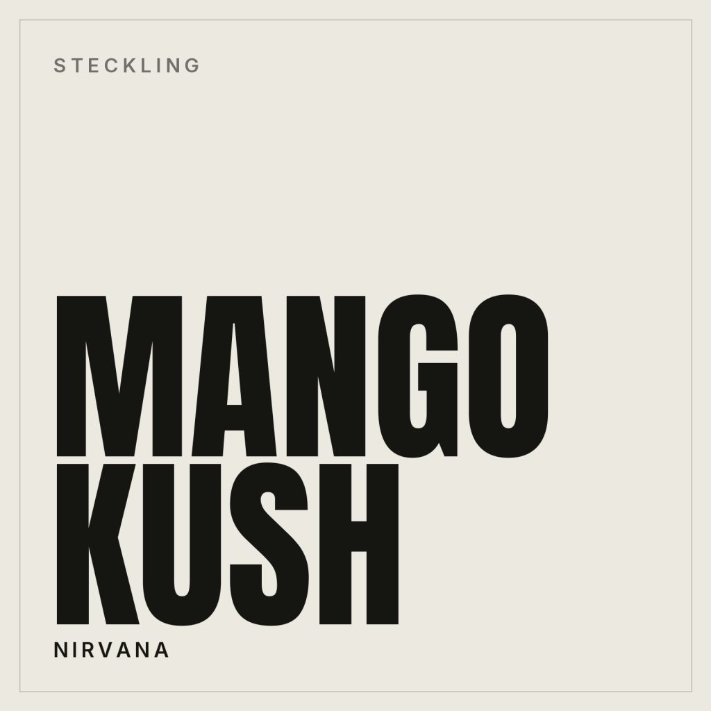 Mango Kush Steckling