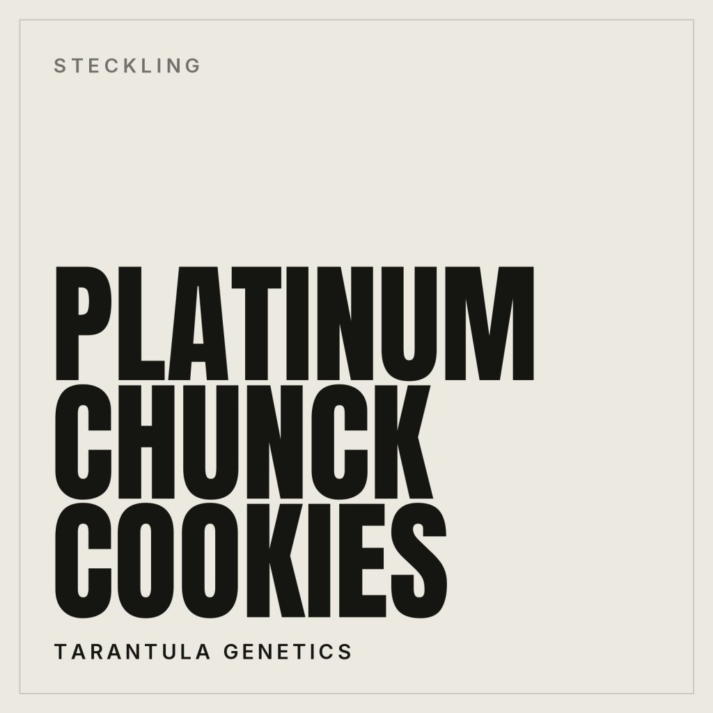 Platinum Chunck Cookies Steckling