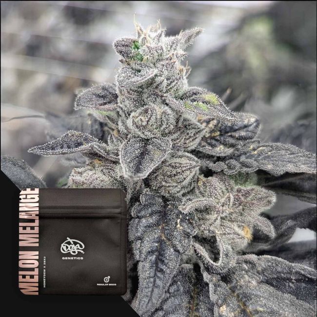 Doja Melon Melange Hanfsamen - Regular