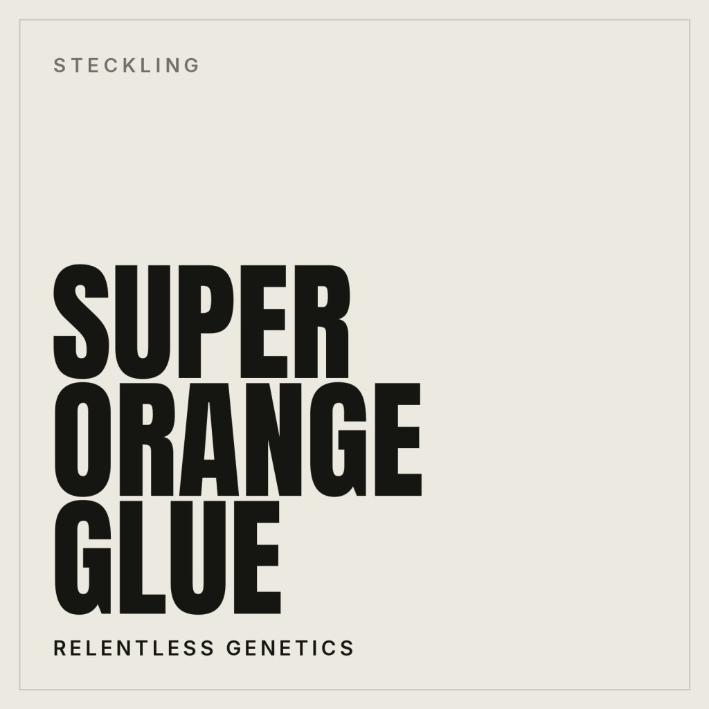 Super Orange Glue Steckling