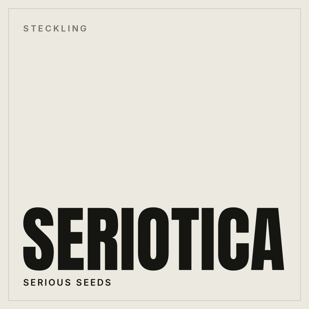 Seriotica Steckling