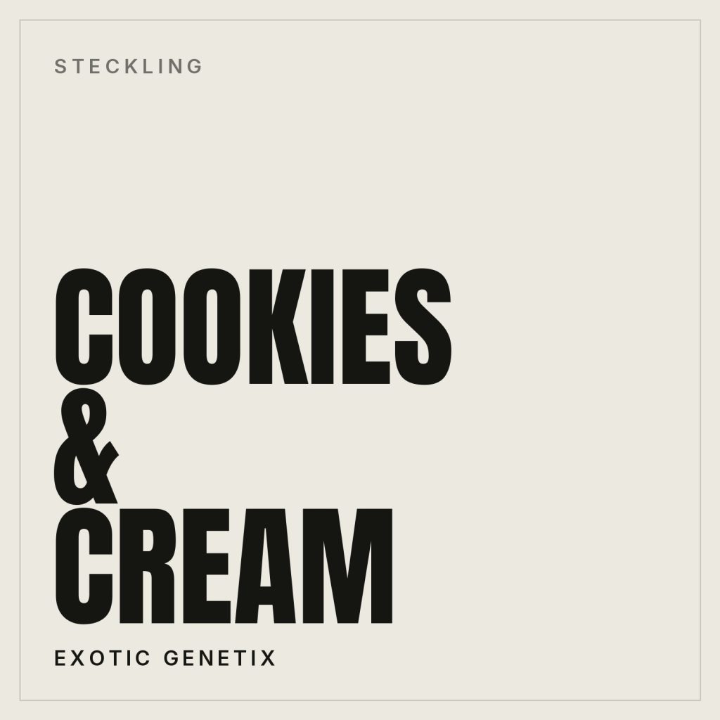 Cookies & Cream Steckling