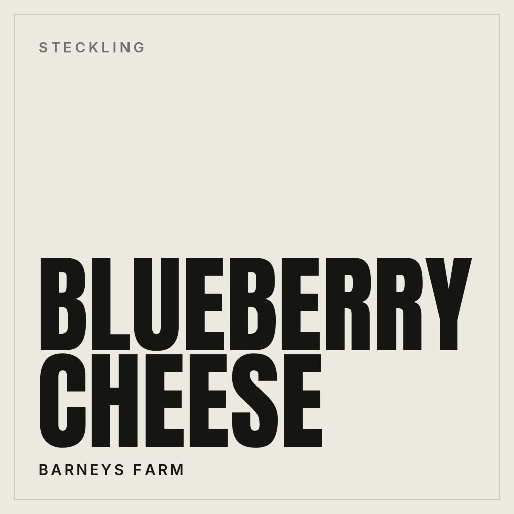 Blueberry Cheese Steckling