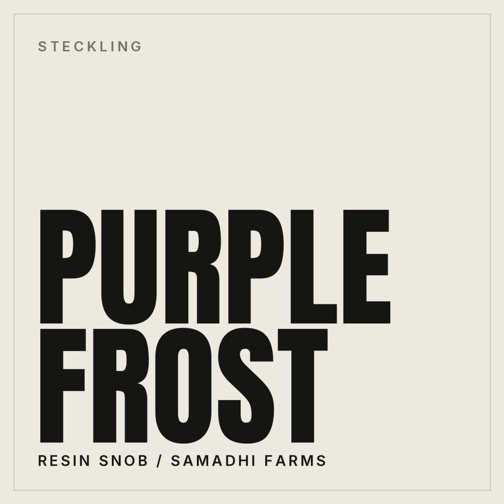 Purple Frost Steckling