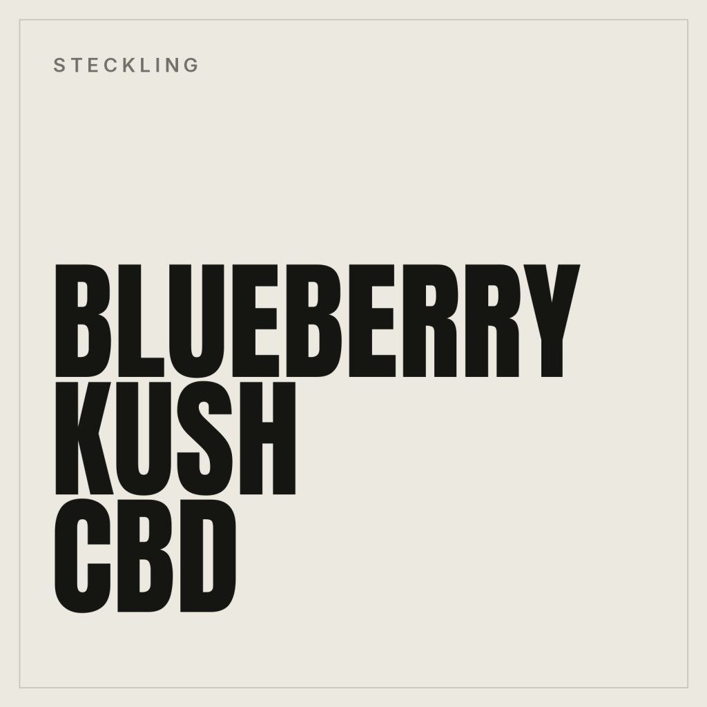 Blueberry Kush CBD Steckling
