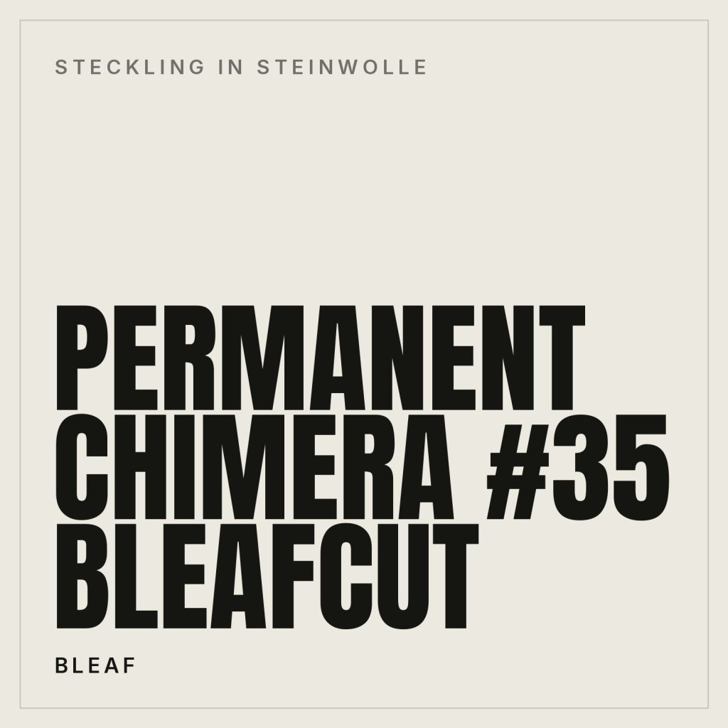 Permanent Chimera #35 Bleafcut in Steinwolle