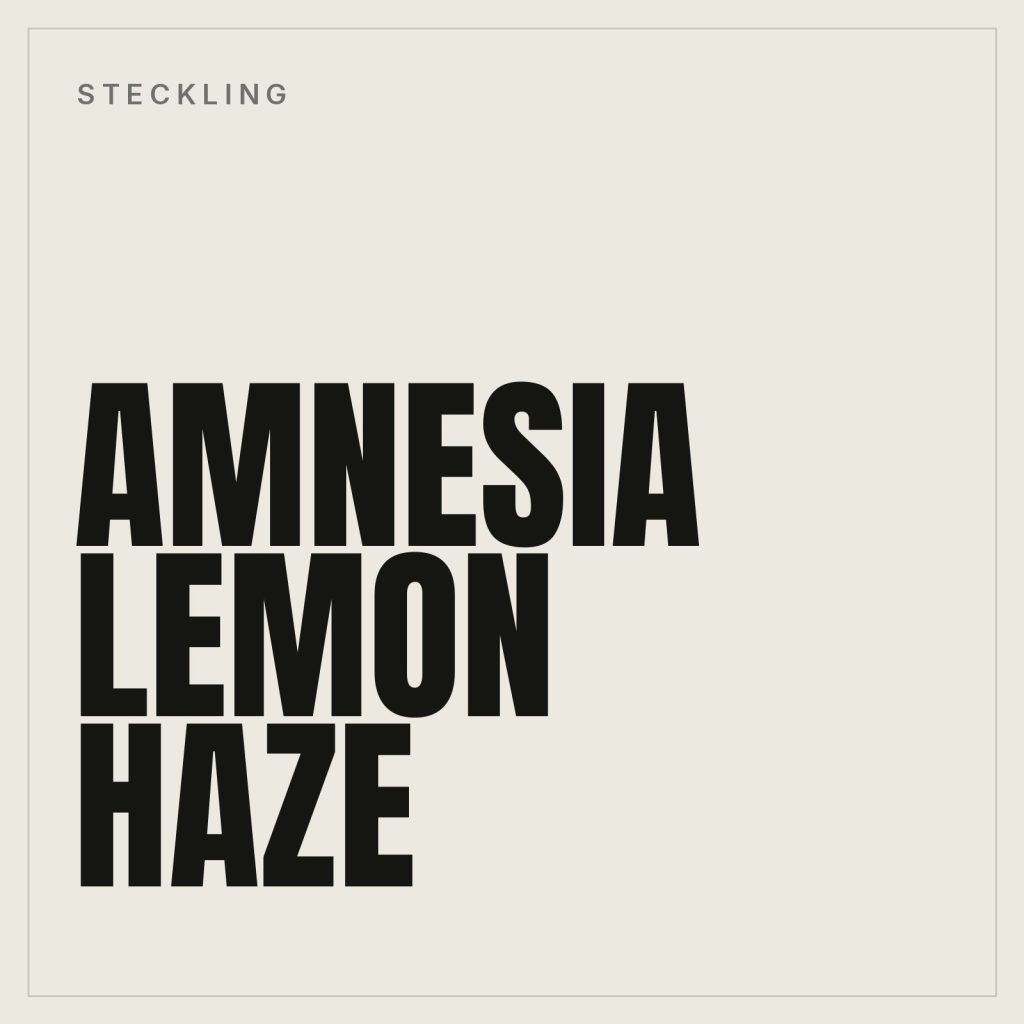 Amnesia Lemon Haze Steckling