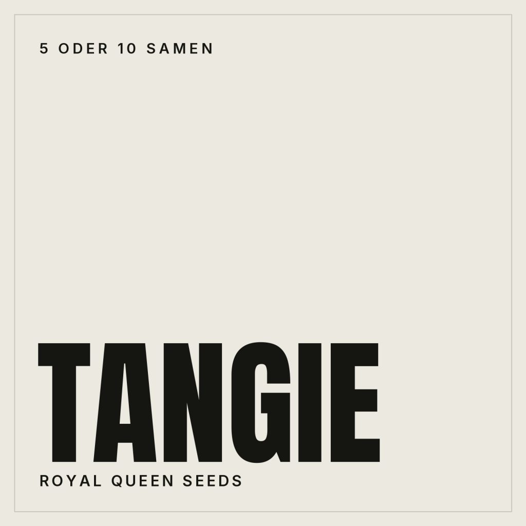 Royal Queen Seeds Tangie Feminisierte Hanfsamen