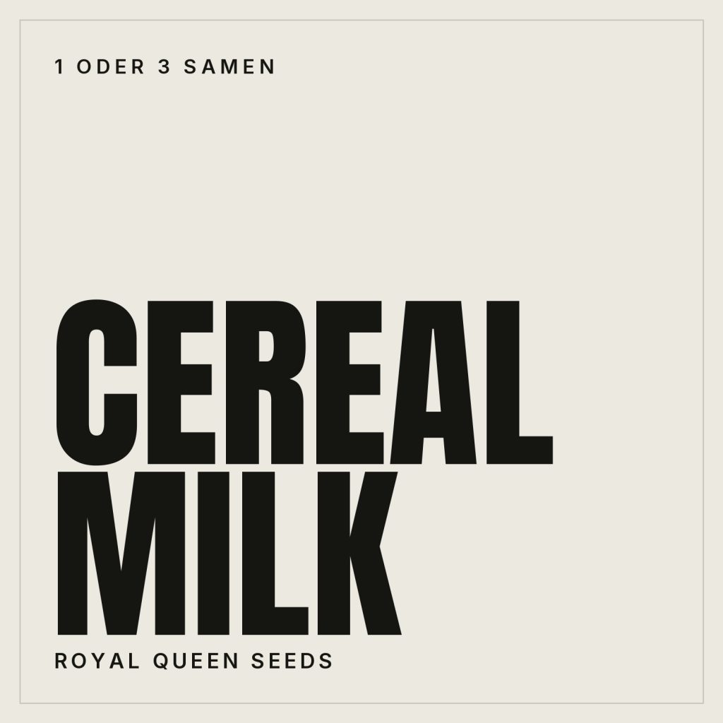 Royal Queen Seeds Cereal Milk Feminisierte Hanfsamen