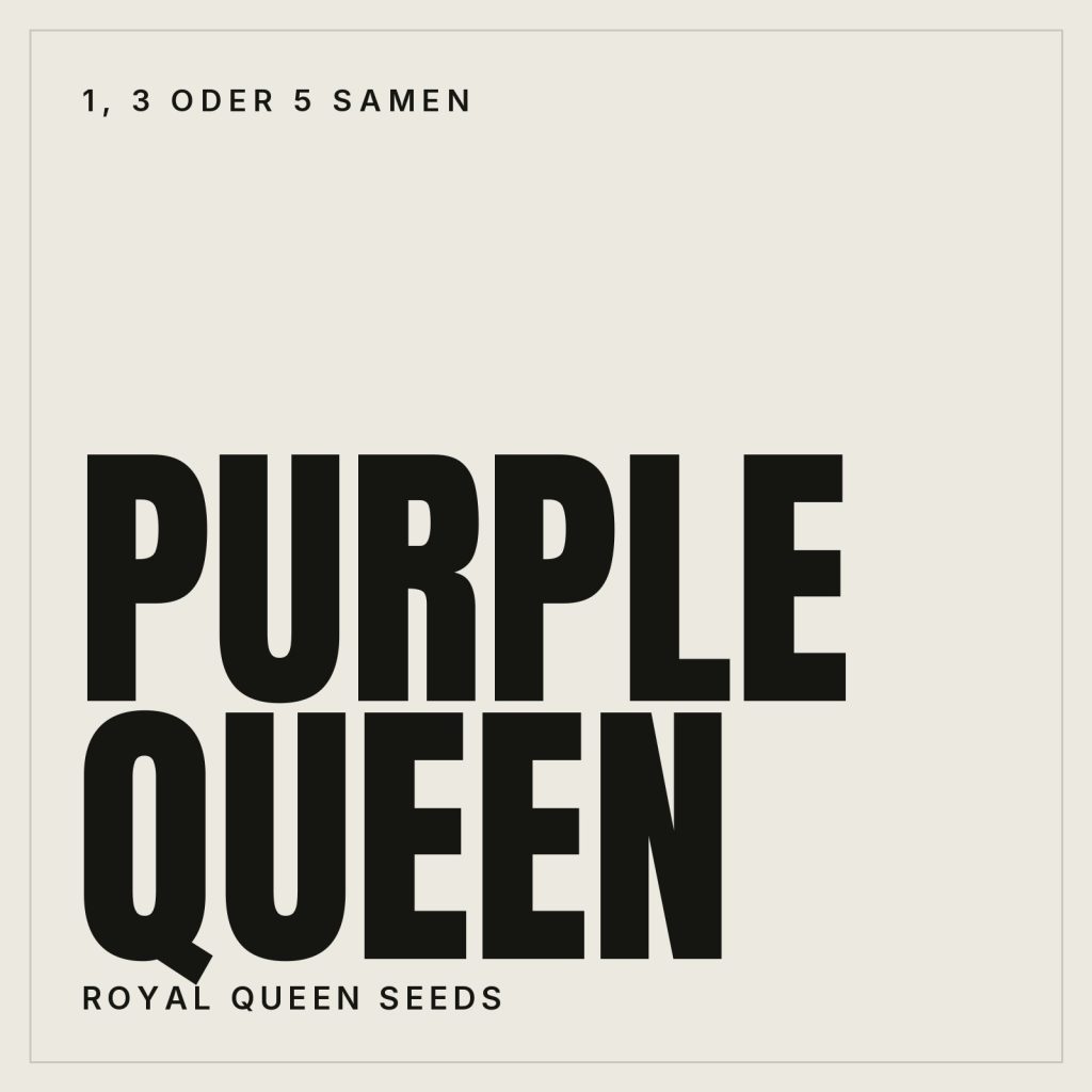 Royal Queen Seeds Purple Queen Feminisierte Hanfsamen