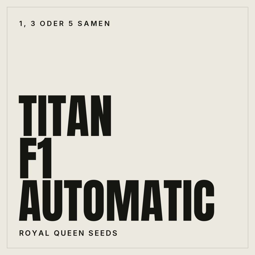 Royal Queen Seeds Titan F1 Automatic Feminisierte Hanfsamen