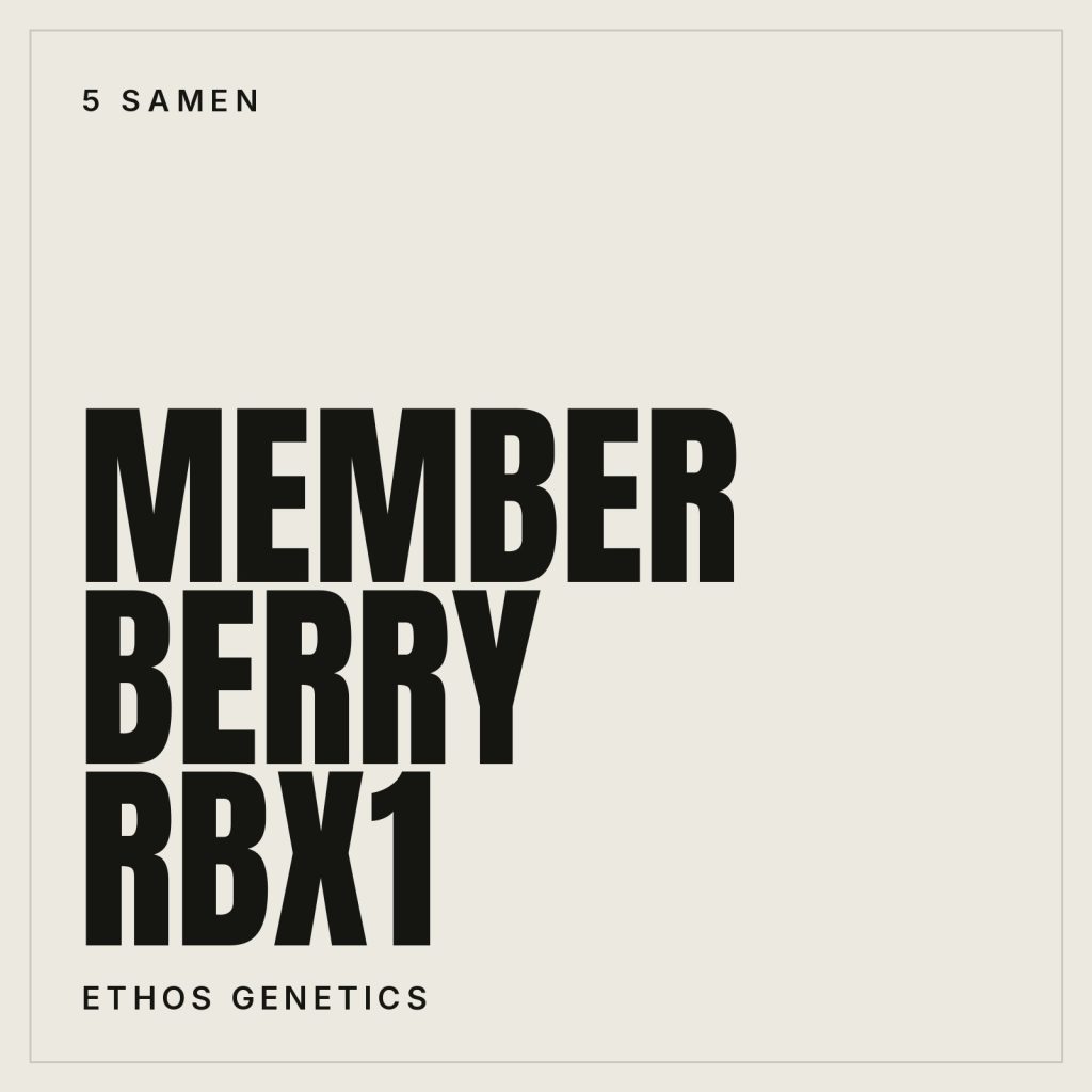 Ethos Genetics Member Berry RBX1 Feminisierte Hanfsamen