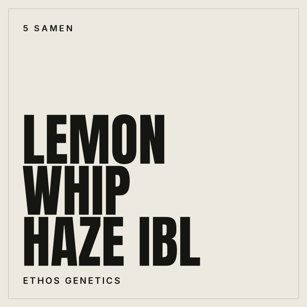 Ethos Genetics Lemon Whip Haze IBL Feminisierte Hanfsamen