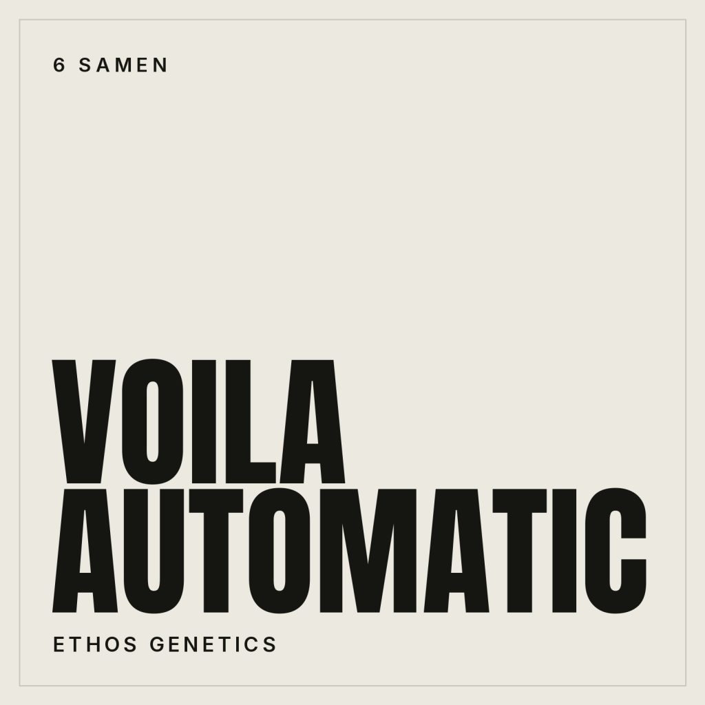 Ethos Genetics Voila Auto Autoflowering Hanfsamen