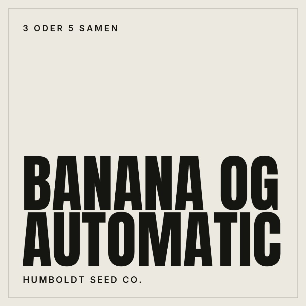 Humboldt Seed Co. Banana OG Autoflowering Hanfsamen