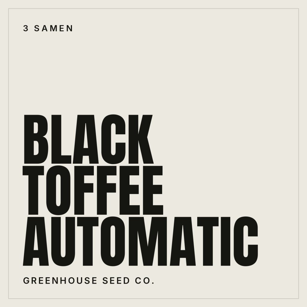 Greenhouse Seed Co. Black Toffee Hanfsamen - Autoflowering