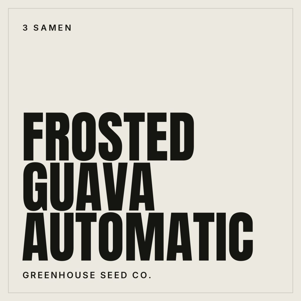 Greenhouse Seed Co. Frosted Guava Hanfsamen - Autoflowering
