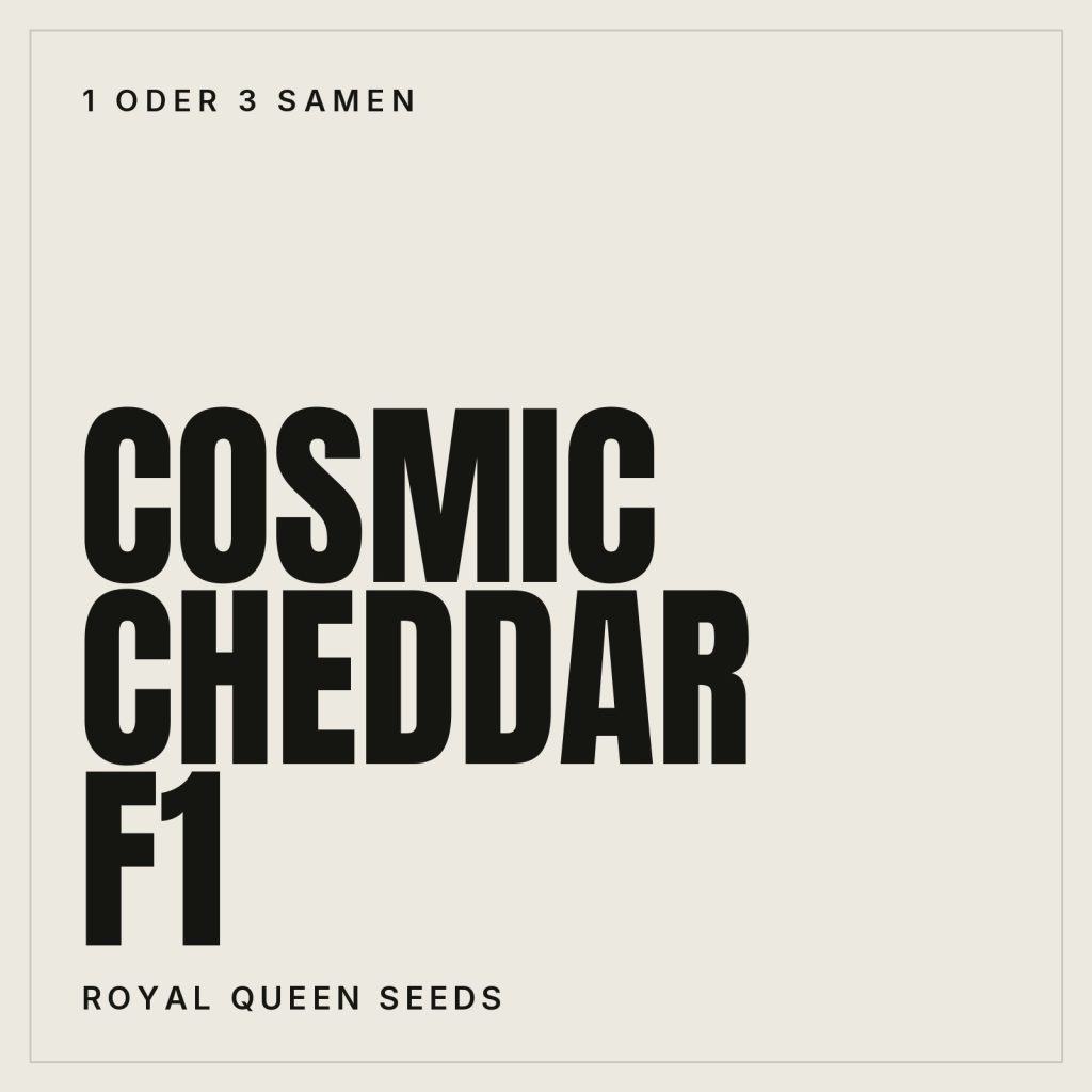 Royal Queen Seeds Cosmic Cheddar F1 Hanfsamen