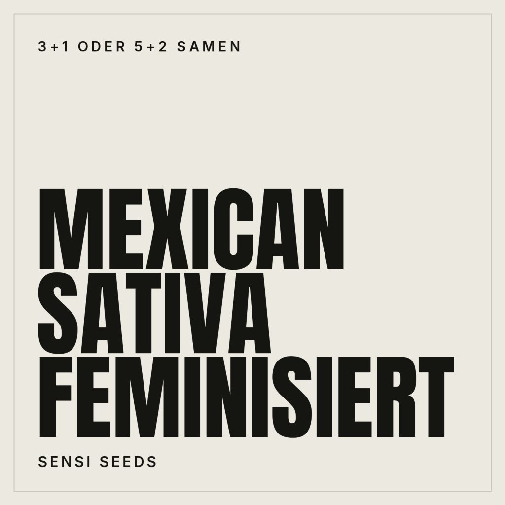 Sensi Seeds Mexican Sativa