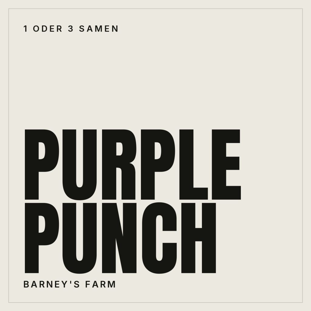 Barney's Farm Purple Punch Hanfsamen