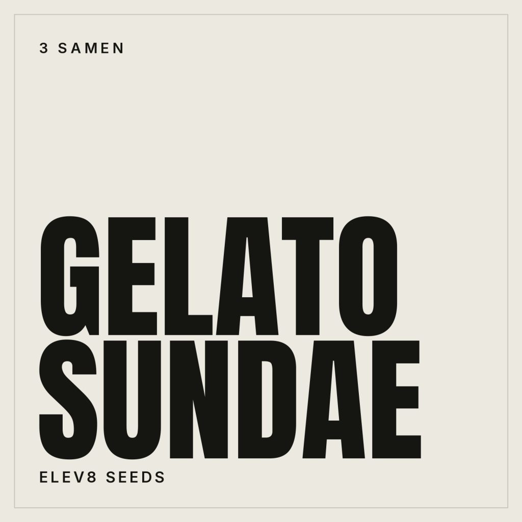 Elev8 Seeds Gelato Sundae Hanfsamen