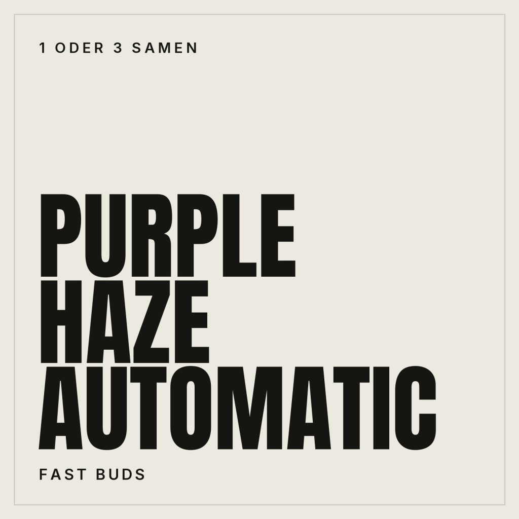 Fast Buds Purple Haze Hanfsamen - Autoflowering