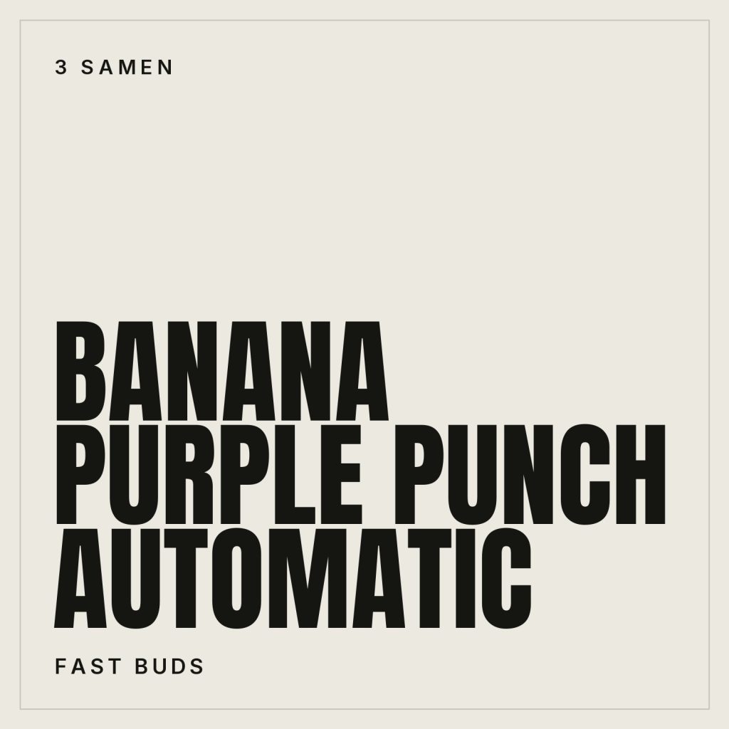 Fast Buds Banana Purple Punch Hanfsamen - Autoflowering