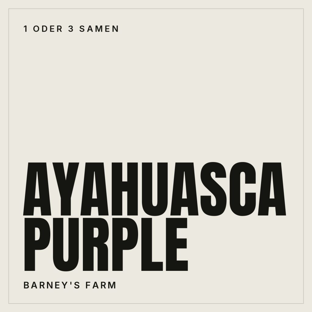 Barney's Farm Ayahuasca Purple Samen