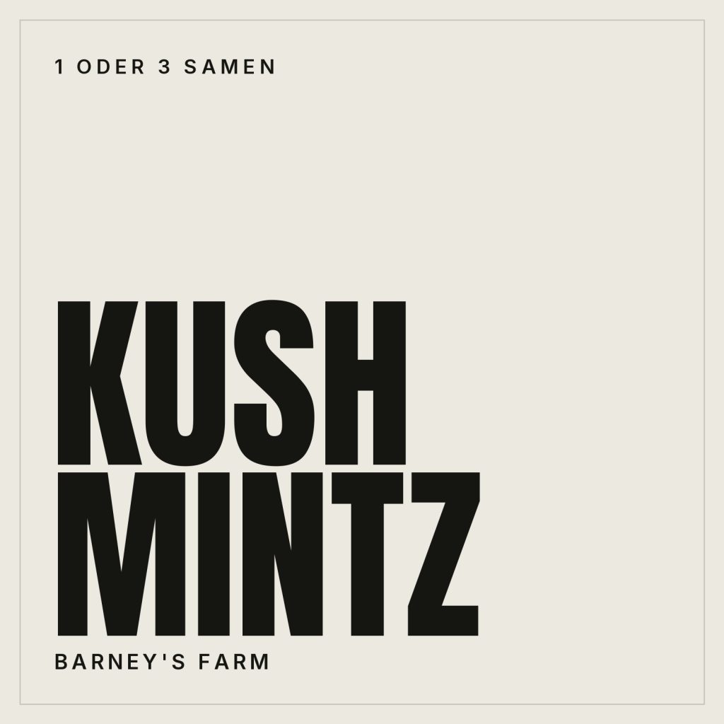 Barney's Farm Kush Mintz Samen