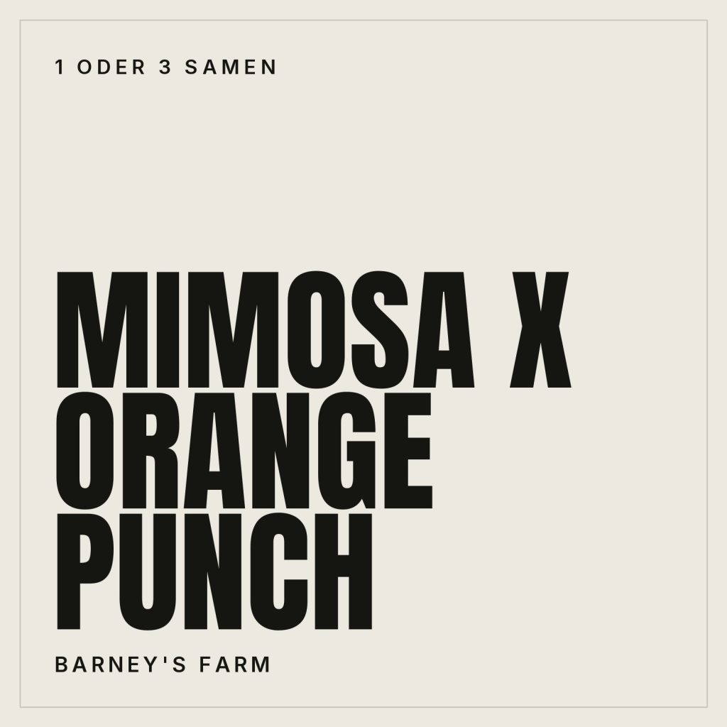Barney's Farm Mimosa x Orange Punch Samen