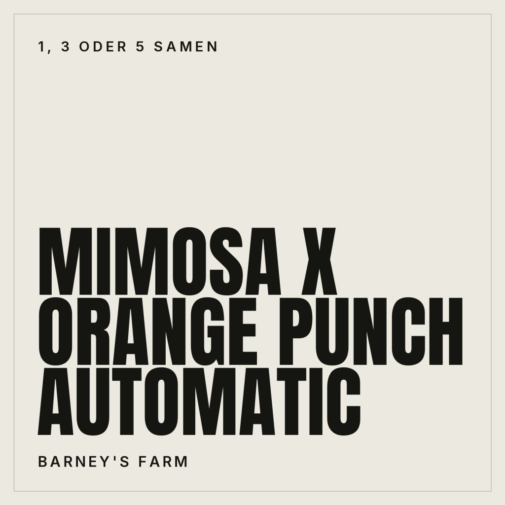 Barney's Farm Mimosa x Orange Punch Automatic Samen