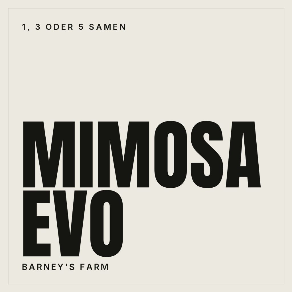 Barney's Farm Mimosa Evo Samen