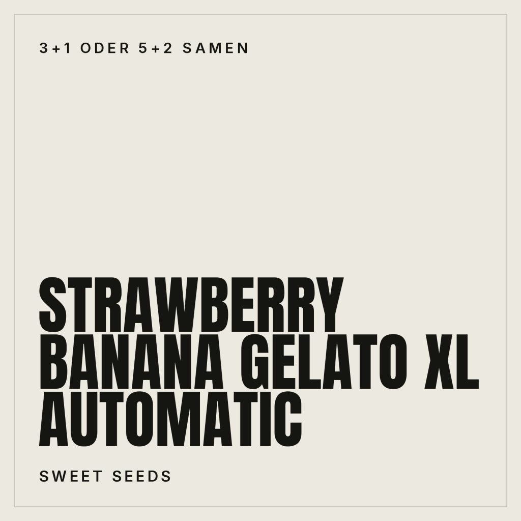 Sweet Seeds Strawberry Banana Gelato XL Samen Automatic 3+1